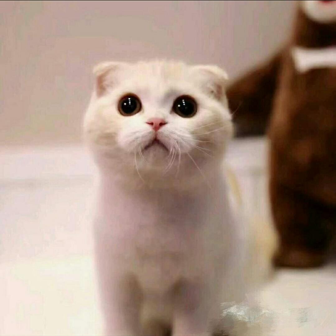 喵小姐爱吃鱼鱼