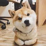 冰冰的檸檬樹