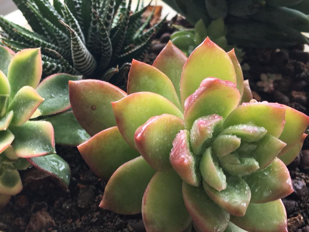 花花草草