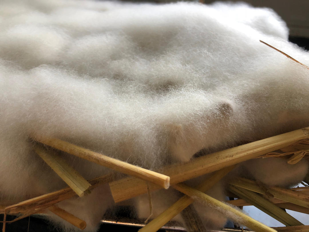 腐乳（毛豆腐/霉豆腐）