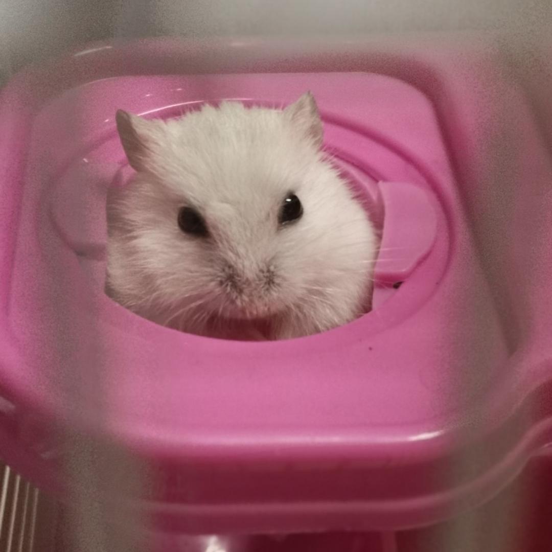 叮当憨憨