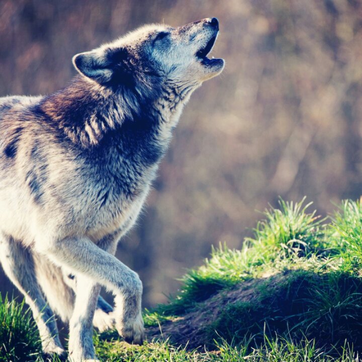 HUSKY