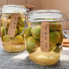 自酿超好喝的青梅酒/梅子酒