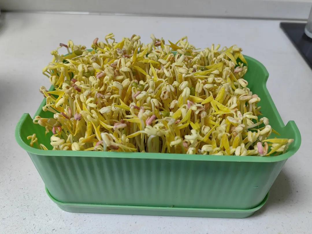 自发豆芽（可乐瓶发豆芽0失败！）