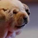 手机用户5096_v0qj