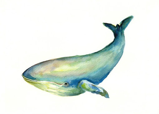 鲸鲸