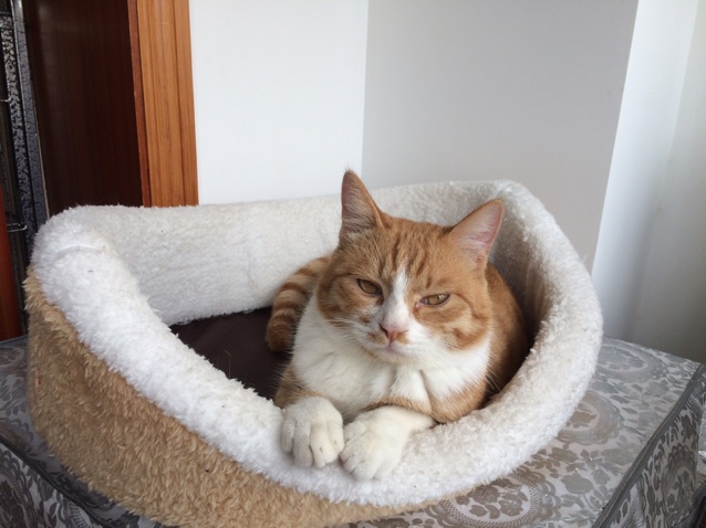 猫咪生日蛋糕←自制猫粮