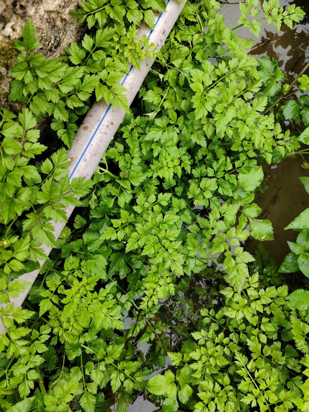 清炒水芹菜