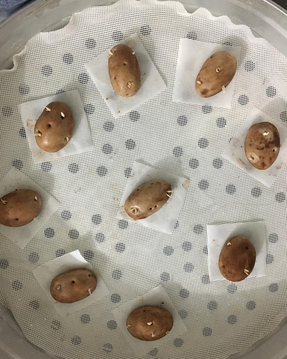 敲可爱的西瓜小馒头