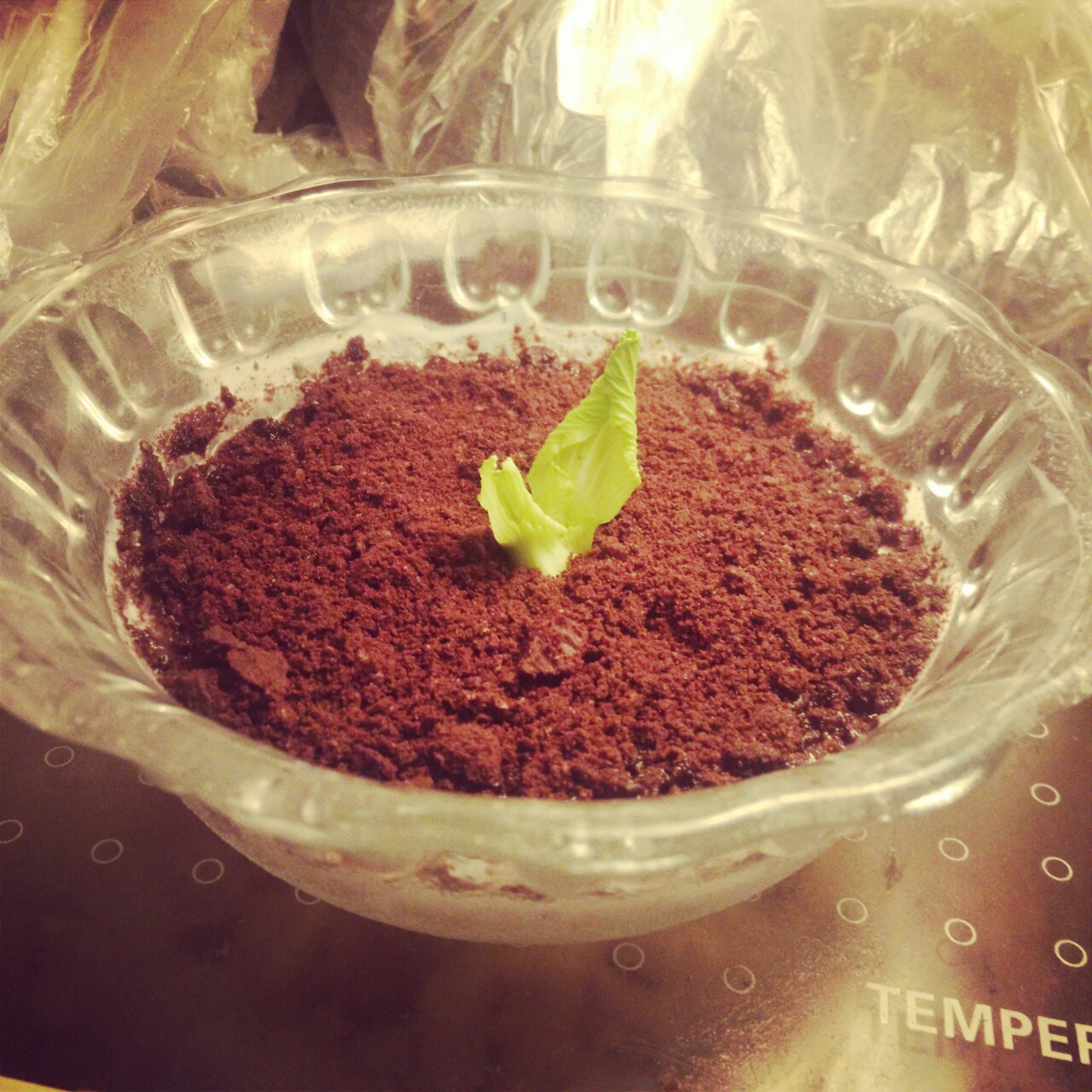 『盆栽酸奶』夏日里的小清新。