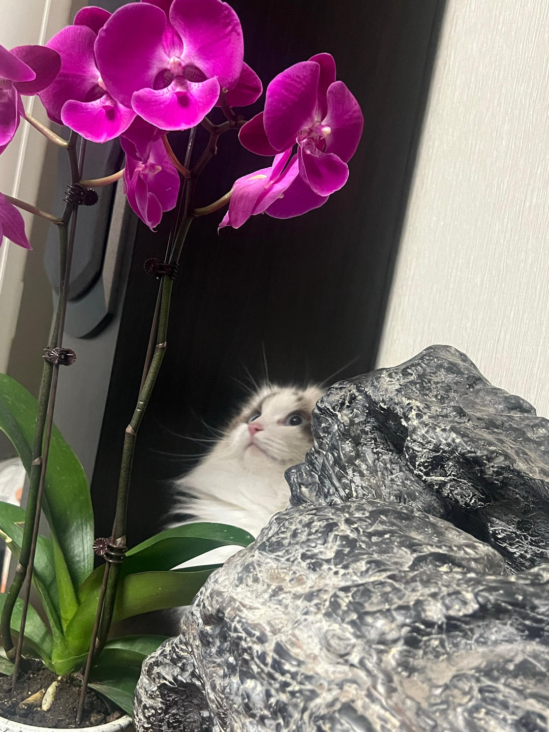 佐佐家的餐桌