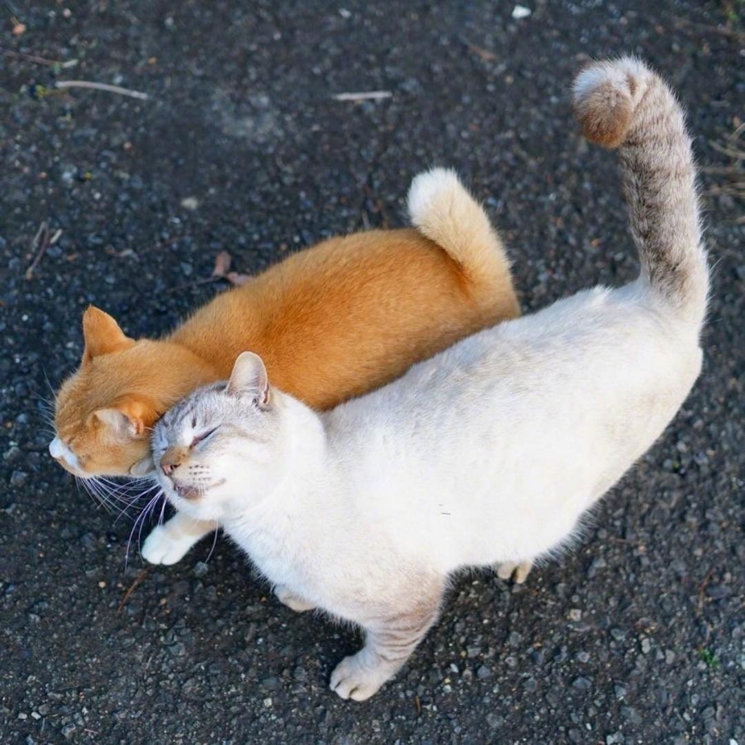喵圓圓