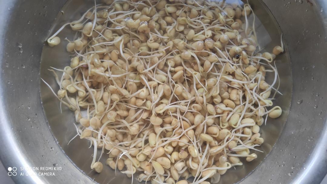 自制黄豆芽