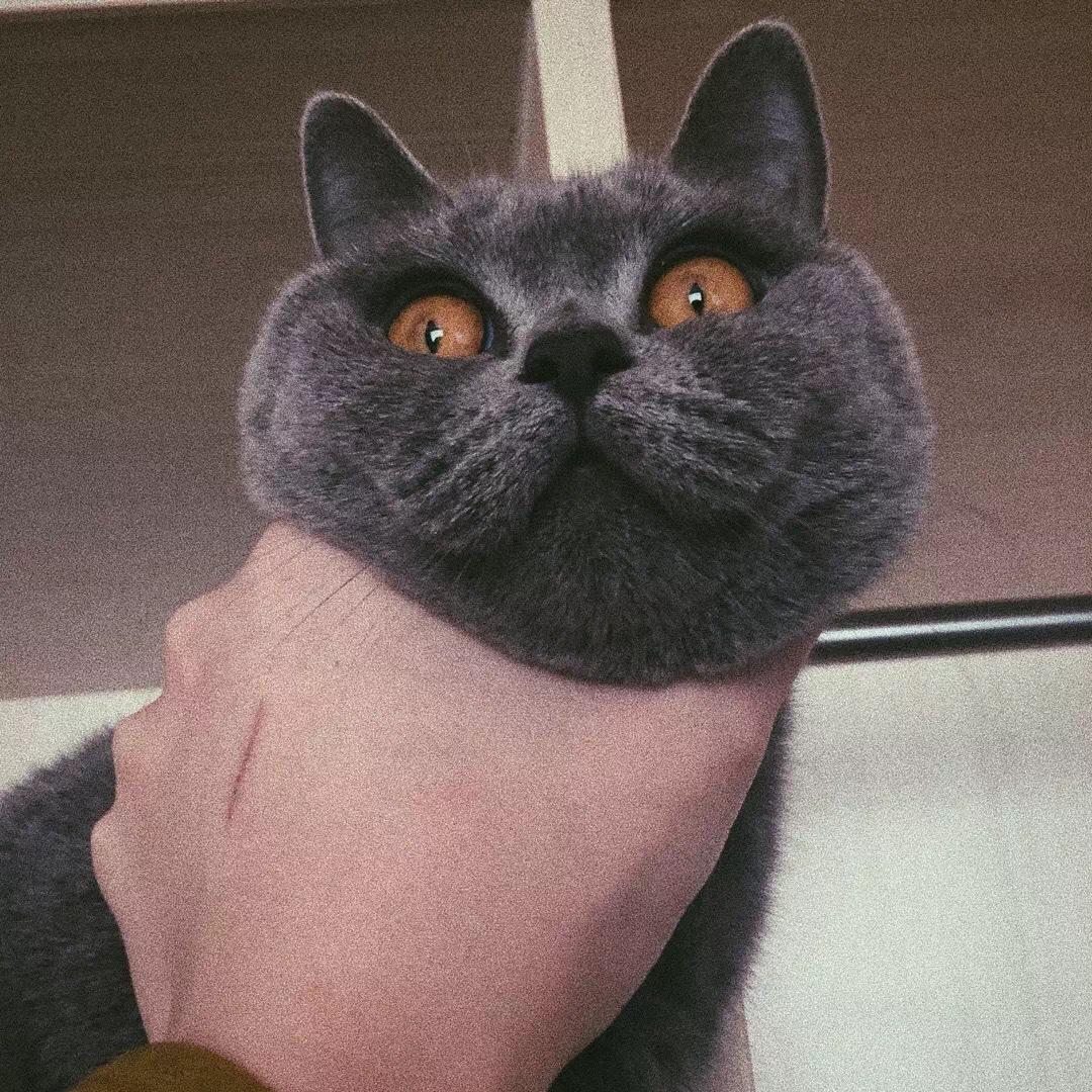 沐洋蚊子