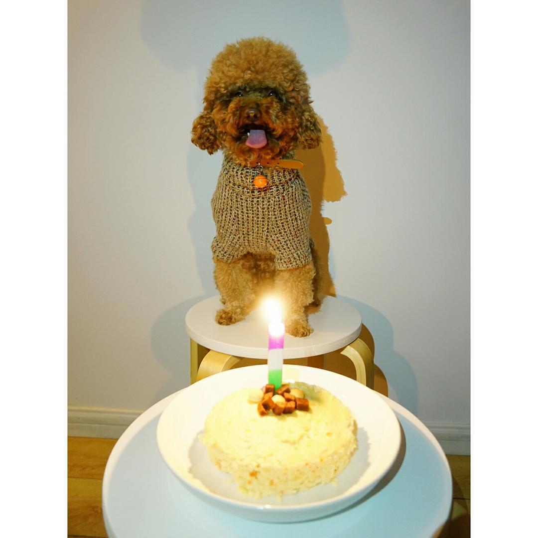 蕾么么的厨房做的狗狗生日蛋糕纯天然无色素无面粉