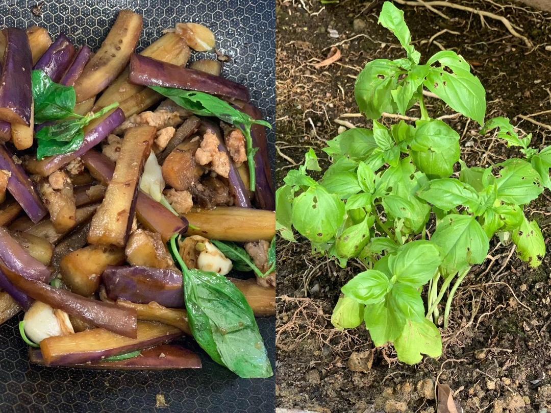 不用油炸的九层塔茄子