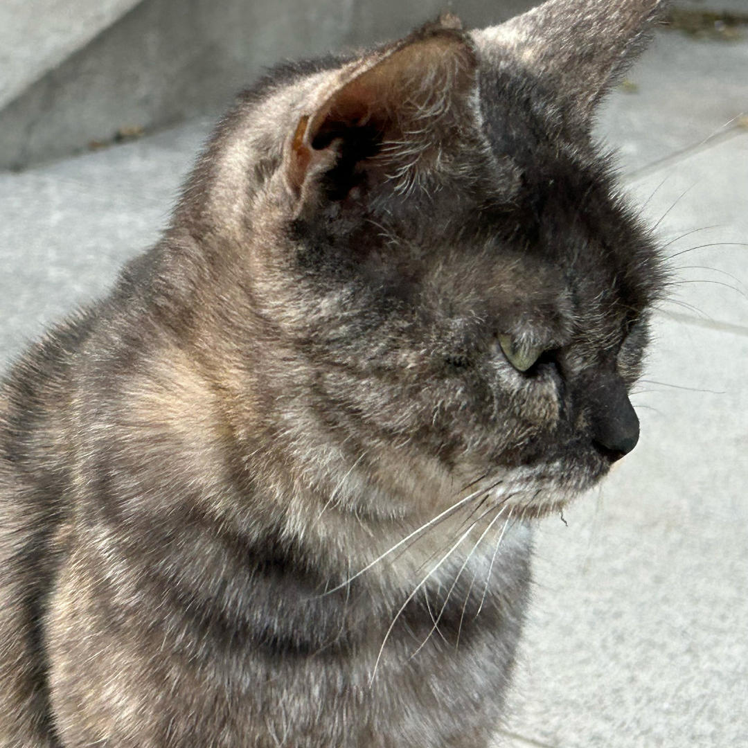 魔一奥妙-喵时光