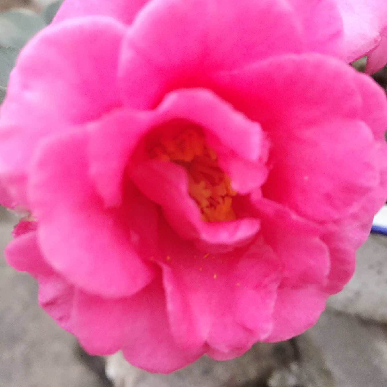 泡芙小姐的厨房
