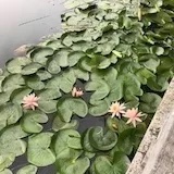 冰糖小葫芦加臭豆腐