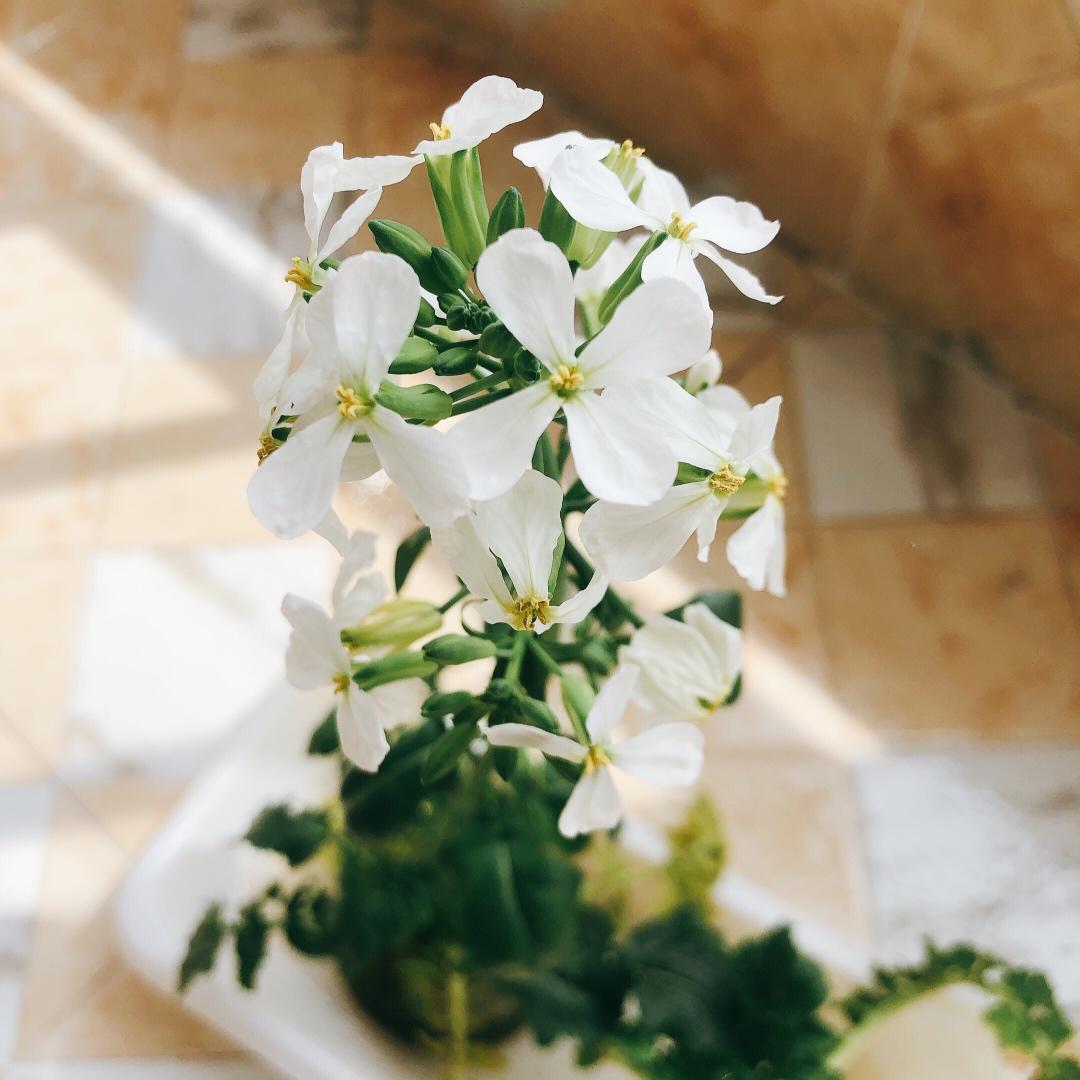 unecarrie做的水培萝卜