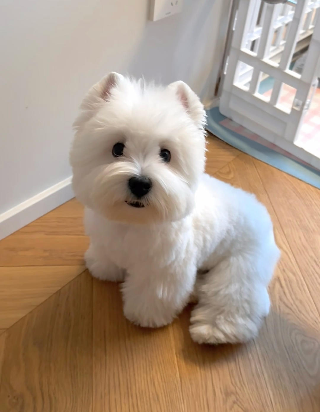 小怪物Aiko