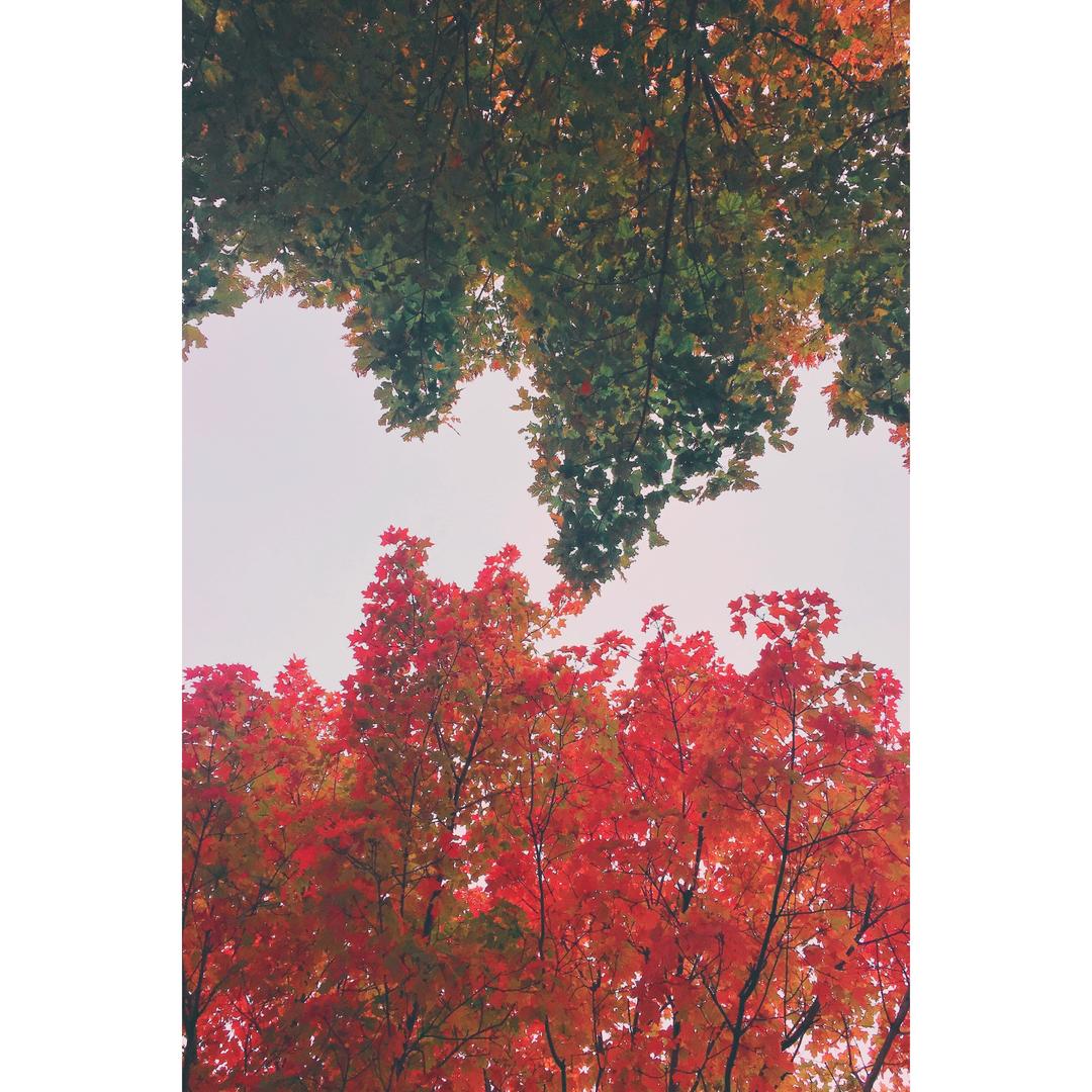 Montreal一人份的好中餐和晚餐