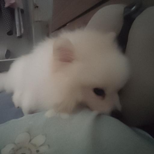 阿邱先生