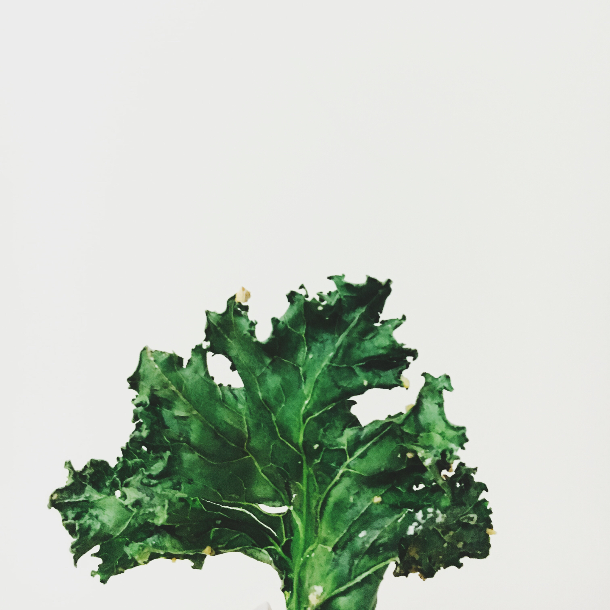 超级零食Kale chips羽衣甘蓝脆片