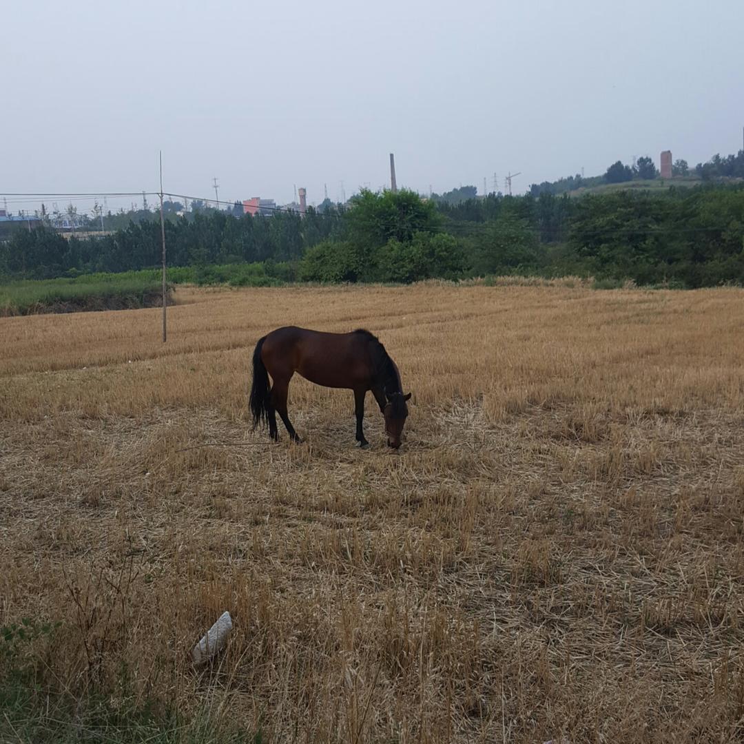 阳阳阳的鱼