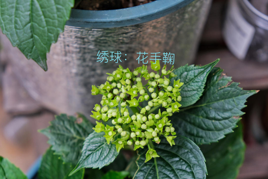 花意浓
