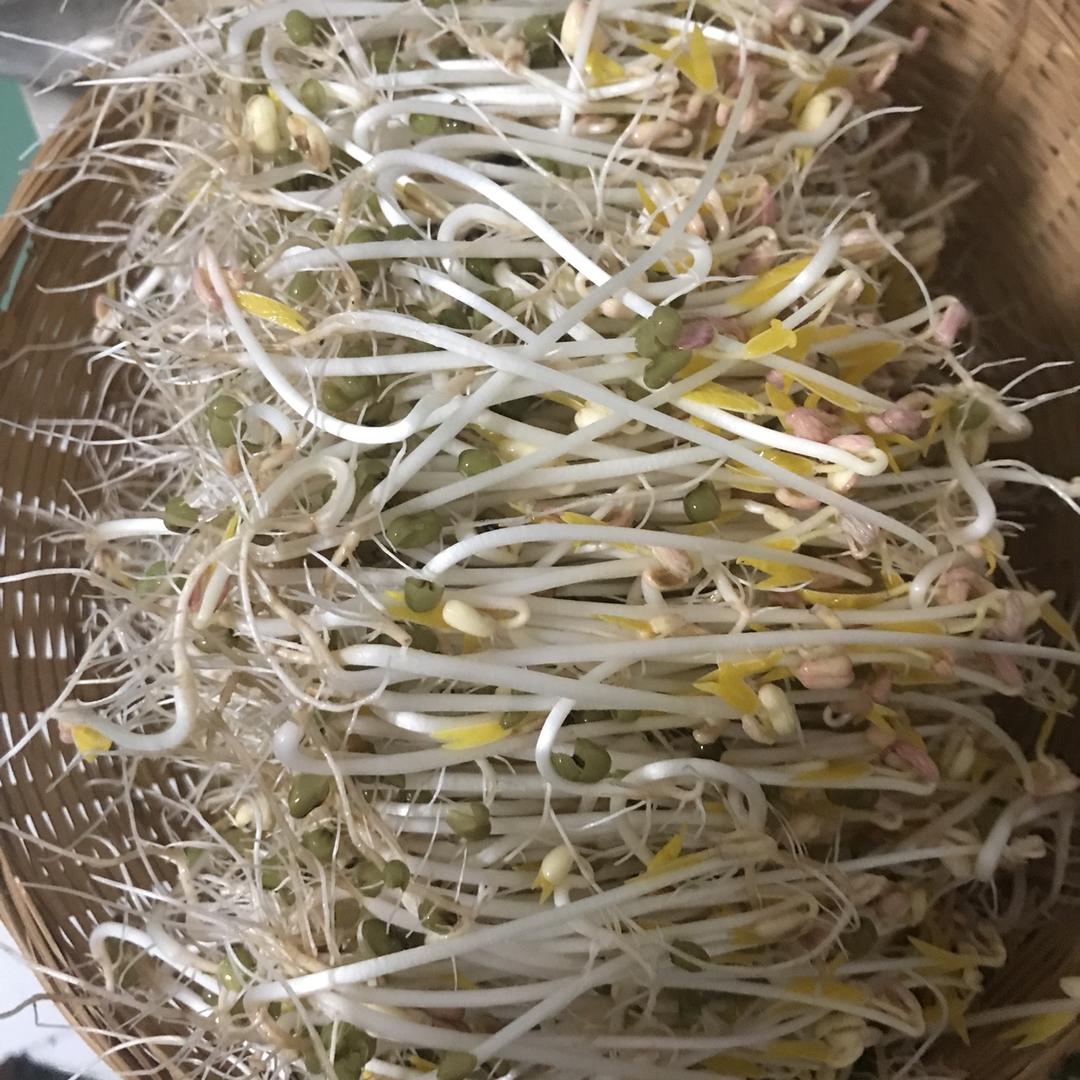 自发豆芽（可乐瓶发豆芽0失败！）