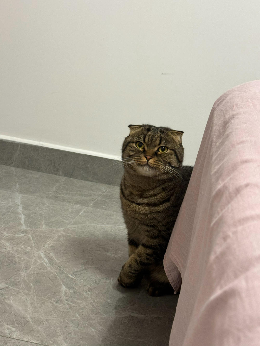 不会做饭的毛豆