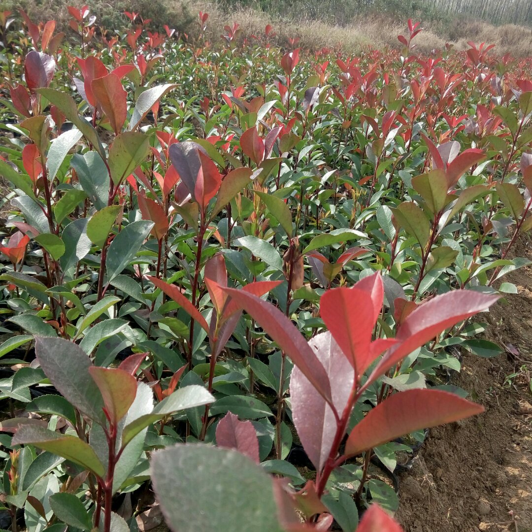 幸福_sqi1