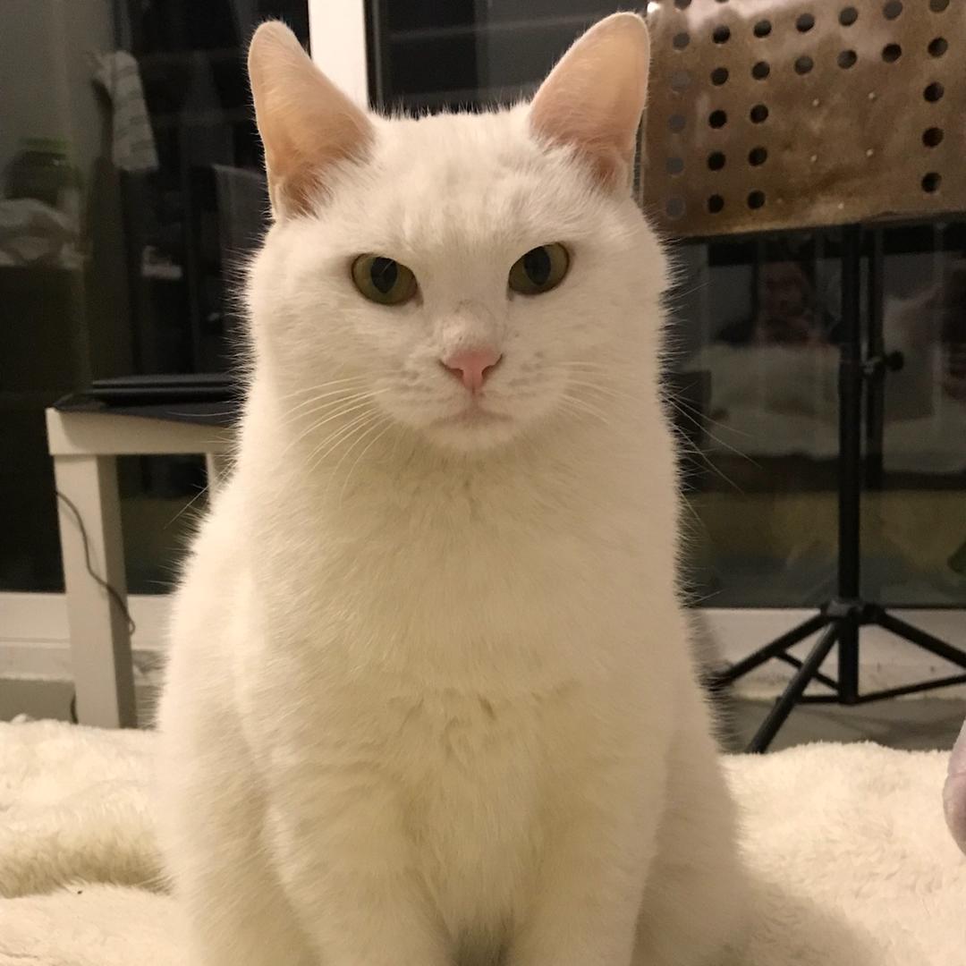 VIEYA_ERIC