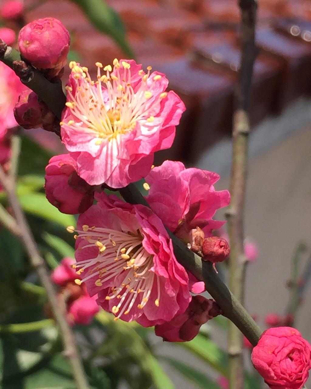 阳台上那些………花花草草