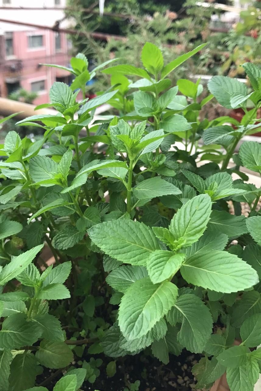 薄荷种植手册，如何把你的薄荷养到爆盆