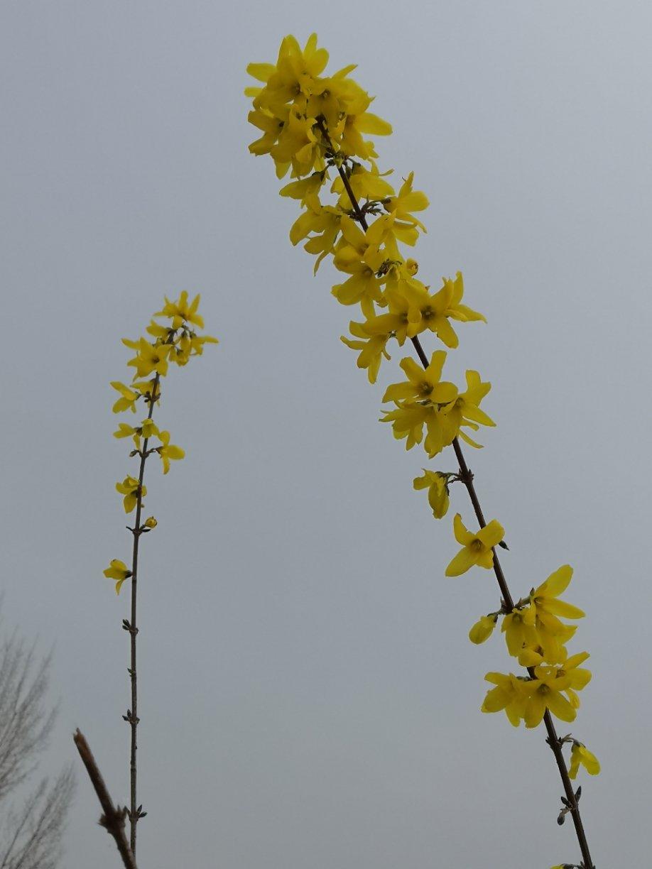 开花季