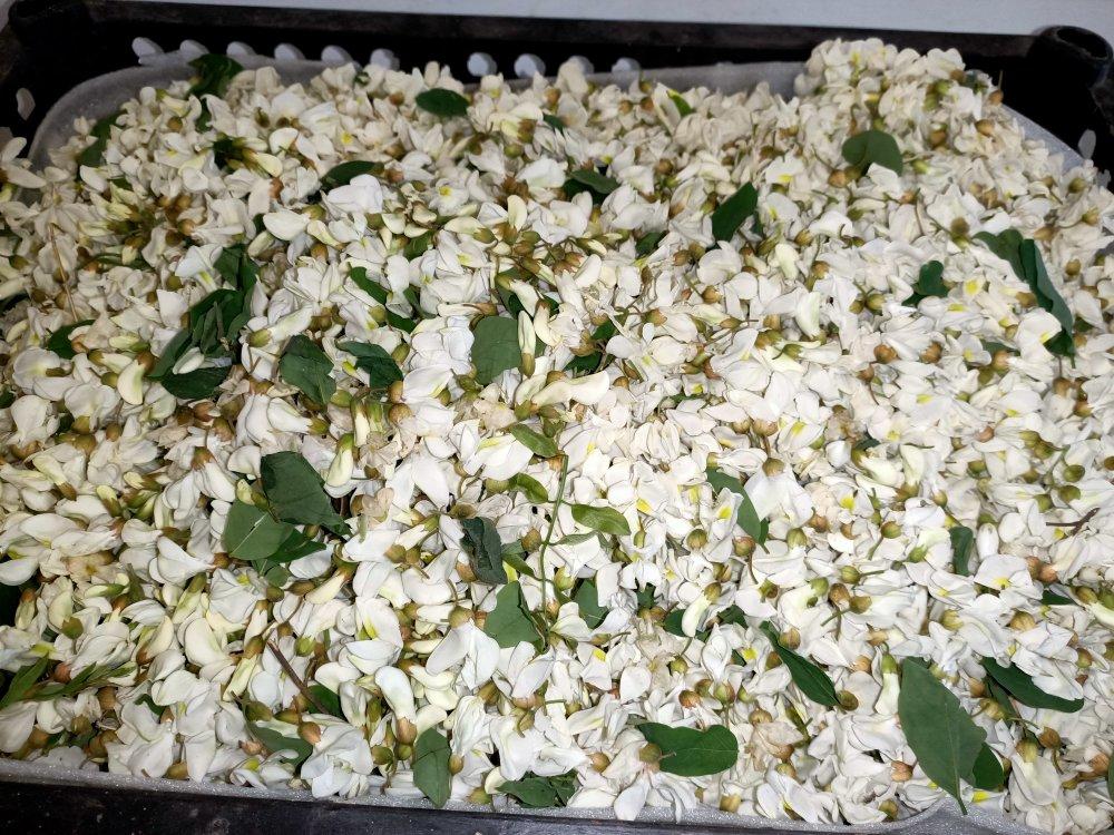 蒸洋槐花