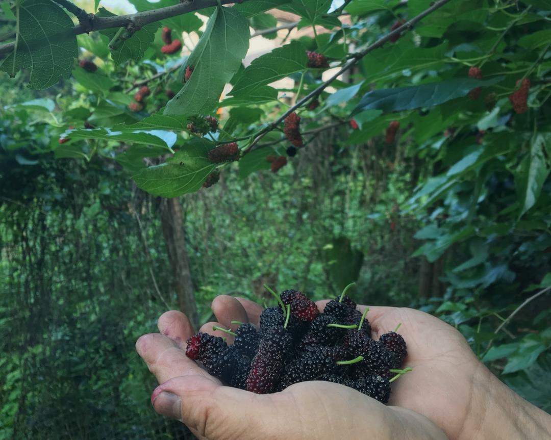 我妈的投食