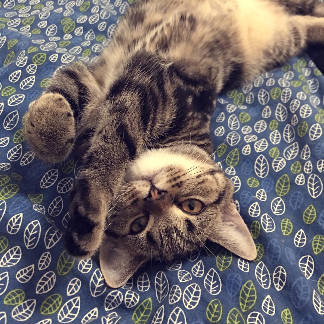 咖啡色的咖啡酱