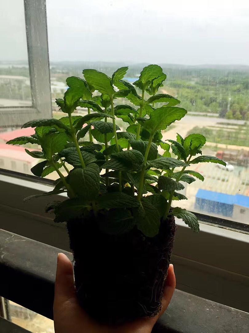 薄荷种植手册，如何把你的薄荷养到爆盆