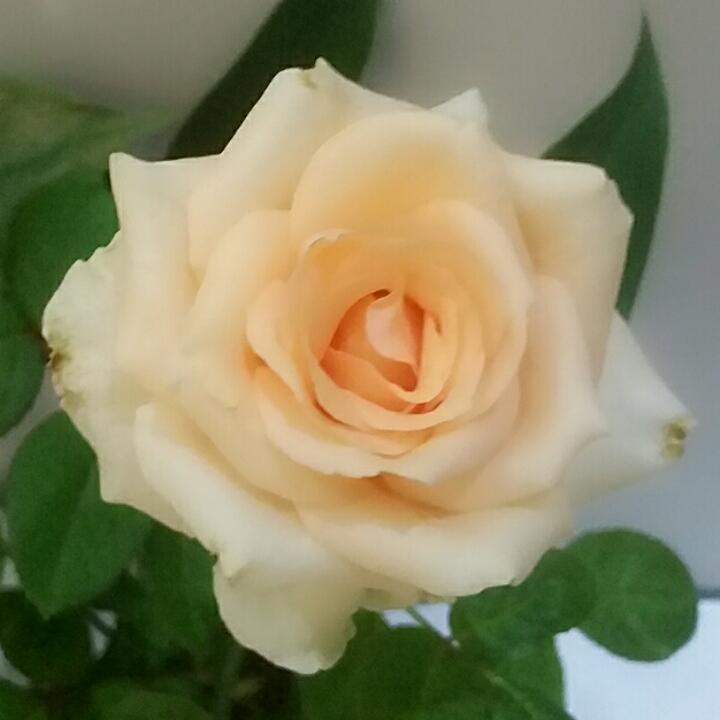 手机用户霞_noby