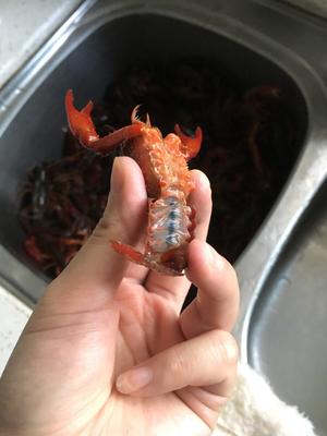 香辣小龙虾🍤最全小龙虾清洗步骤的做法 步骤9