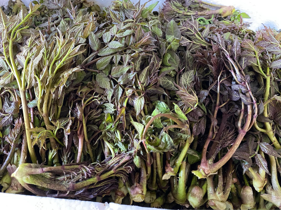 新鲜上市的野菜
