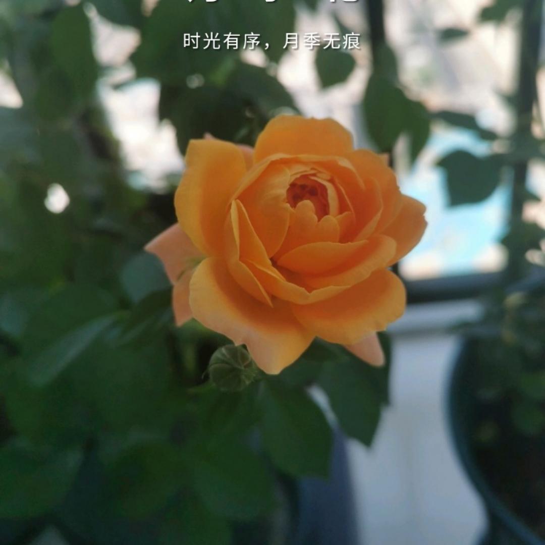 蜜茶乌龙