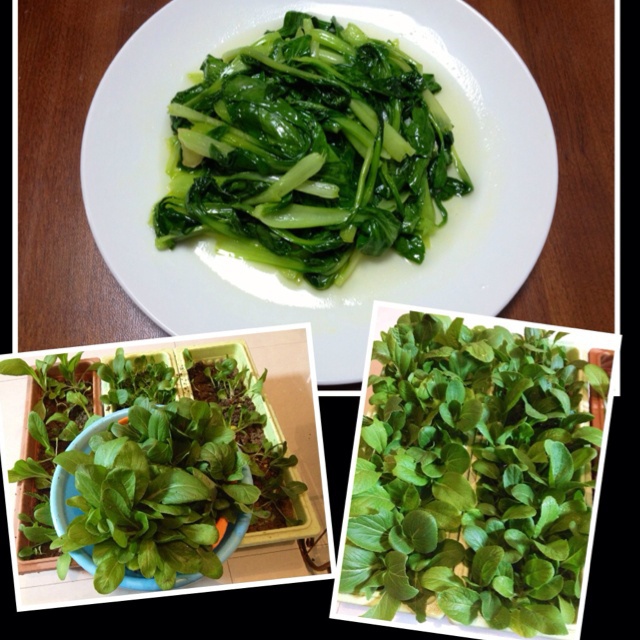 炒青菜