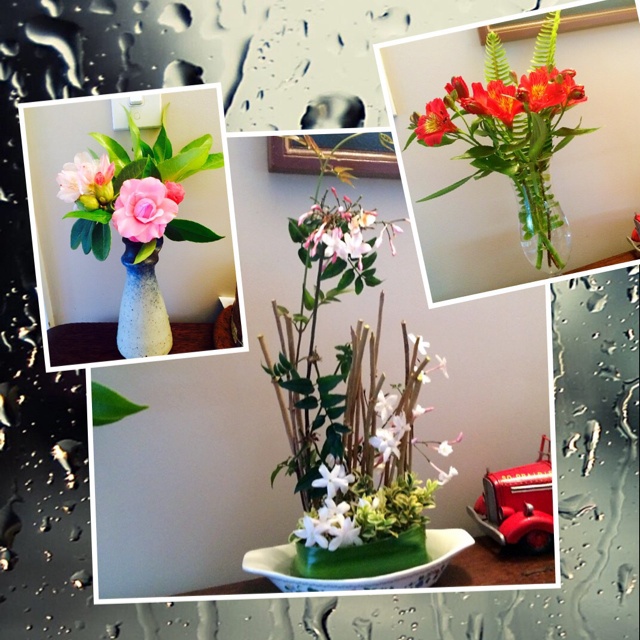 我家的花花草草