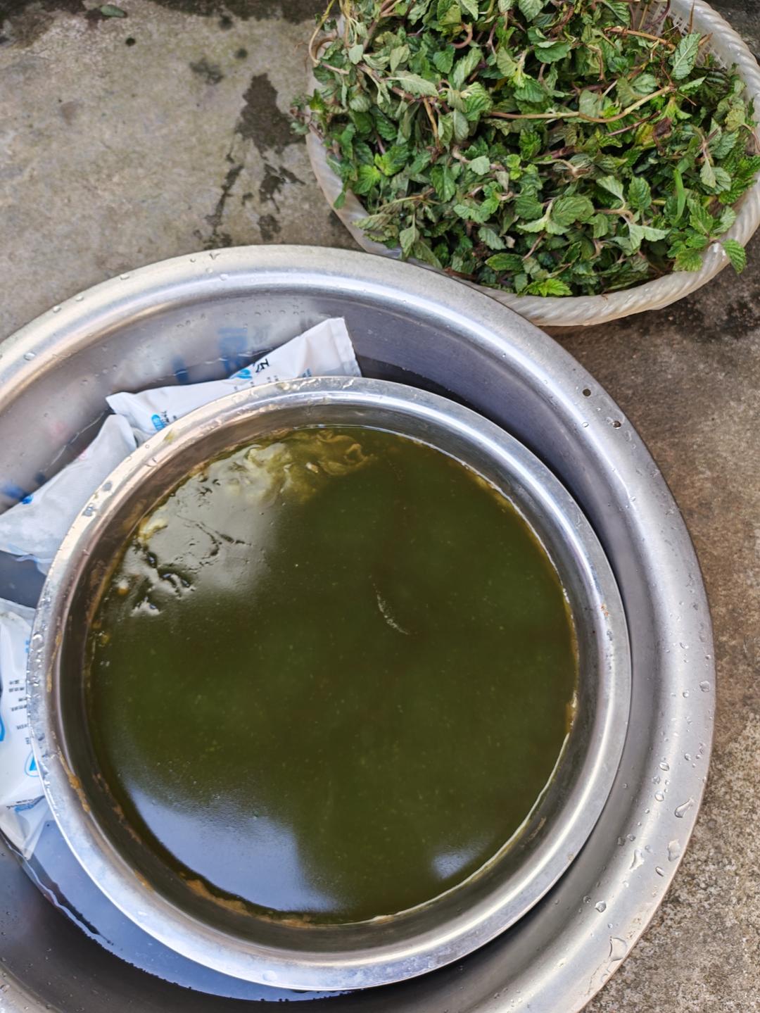 鲜凉粉草