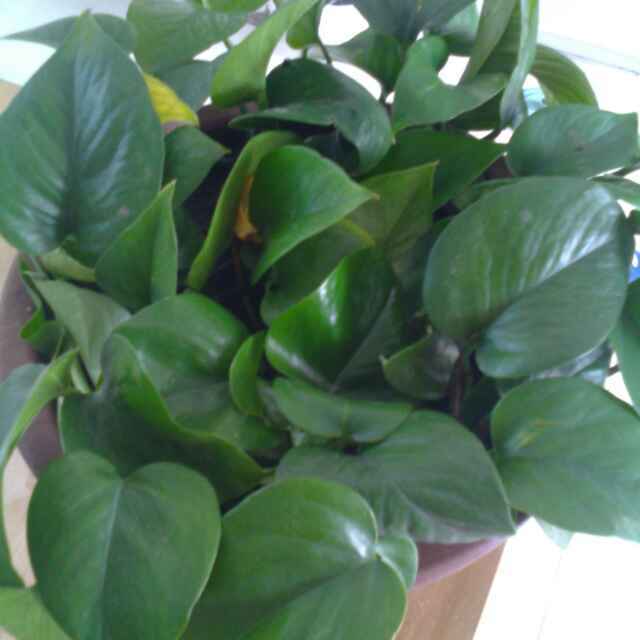 飞翔的秋秋_wf1o