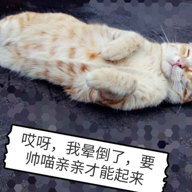  沙胆欣